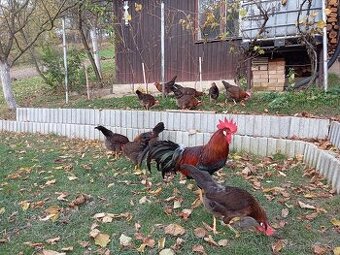 Vlaška jarabičia -leghorn brown