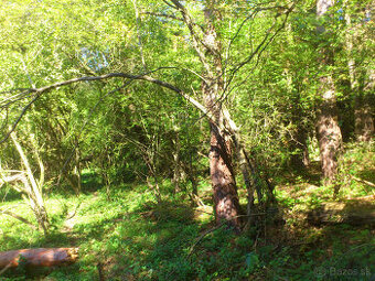 pozemok v lesnom prostredí - "pod salašom" 1084 + 593m