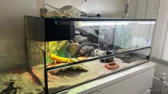 Agama bradatá