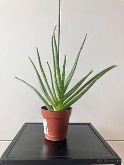 Aloe vera