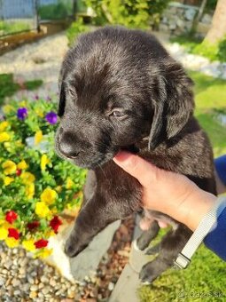 Labrador - Šteniatko psíka labradora