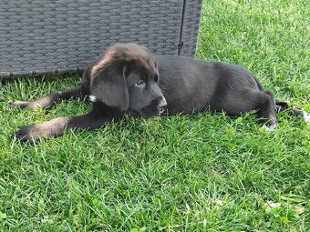 Labrador - Šteniatko psíka labradora