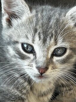🐾 Mačiatko hľadajú milujúci domov 🐾