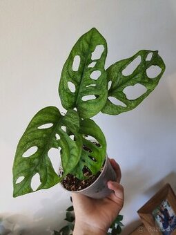 Monstera adansonii mint