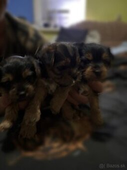 Yorkshire terrier