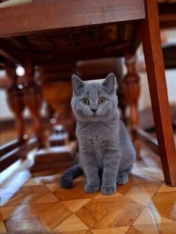 Britská krátkosrstá škótska fold