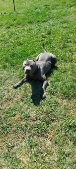 Americky pitbullterier