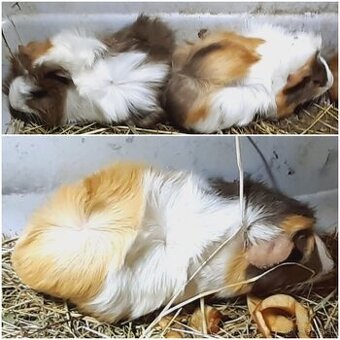 Morské prasiatko + mláďatká