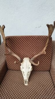 Predám trofej Daniela parožie zhody trofeje.