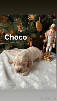 Anglický kokeršpaniel – šteniatka s PP