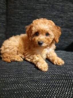 Cavapoo.