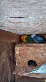 Parik agapornis fisher