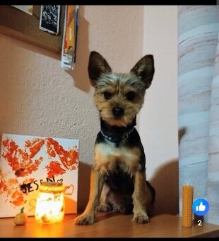 Yorkshire teriér  na krytie