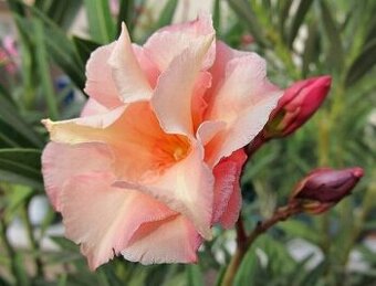 Oleandre-Mladé rastliny