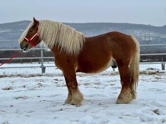 Švédsky Ardén - plemenný žrebec