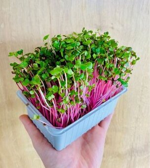 Microgreens TRNAVA a okolie , DOPRAVA ZDARMA