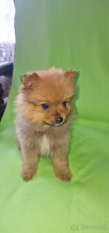 Pomeranian trpazliči špic