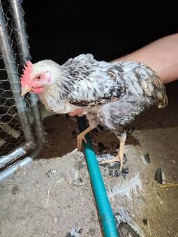 Araucana kohút - 1