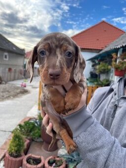 Jazvečík čokomerle