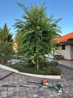 Úprava záhrad a živých plotov, vypiľovanie tují, kosenie - 1