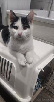 Darujem 4,5 mesačného kocúrika