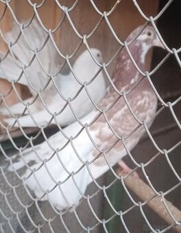 Predám samcov holubov anglických pávikov :