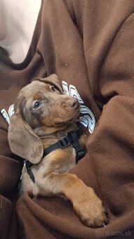 Trpasličí jazvečík šteniatko fenka - 1