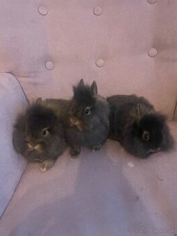 Zakrslý králik s Teddy génom