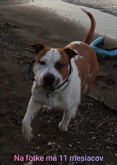 Pes na krytie s PP Americký stafordšírsky teriér