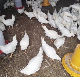 Predám nosnice lenghorn greenshell