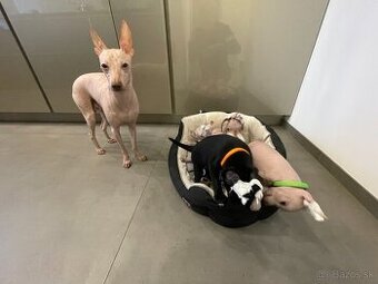 Peruánsky naháč malý