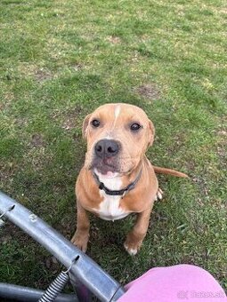 Americký stafordsirsky terier, Stafford, amstaf