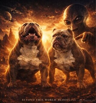 American bully micro