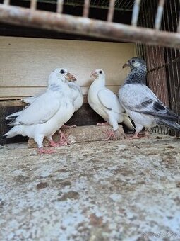Predám mlade staropolske holuby 8€ ks 0904 164 456
