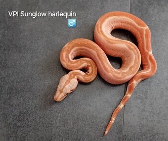 Velhad kralovsky (boa constrictor)