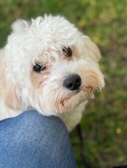 Maltipoo