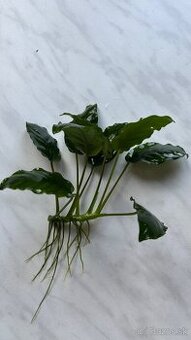 Anubias barteri nana