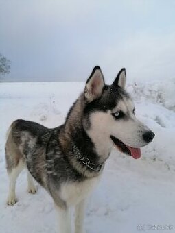 Sibírsky husky