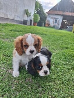 Cavalier king charles spaniel