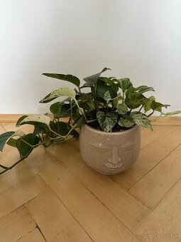 Epipremnum - 1
