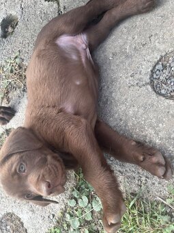 labrador šteniatka