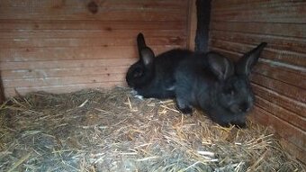 Činčila x sarisky obrovity