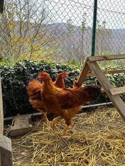 Predám kohútov Hempšír