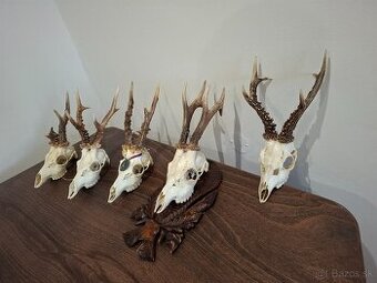 Srnec, parožie, trofeje