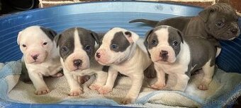 Americký stafordšírsky teriér