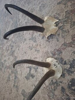 trofej,trofeje, dekorácie