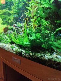 Akvarijne rastliny - 1