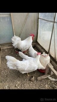 Leghorn, vlaška perlovošedá