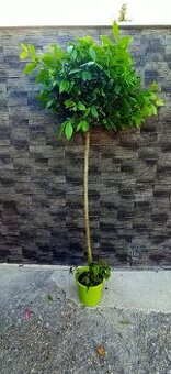 Bobkový list na kmienku 200-220 cm laurus nobilis