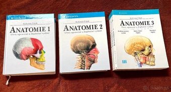 Čihák anatomie